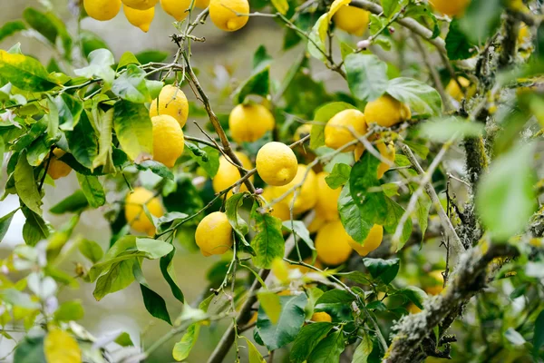Nahaufnahme von Zitronen im Zitronenbaum — Stockfoto