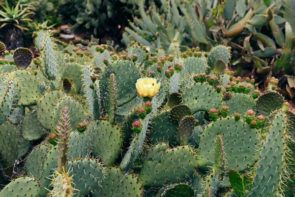 Kaktusar med blommande blomma. — Stockfoto