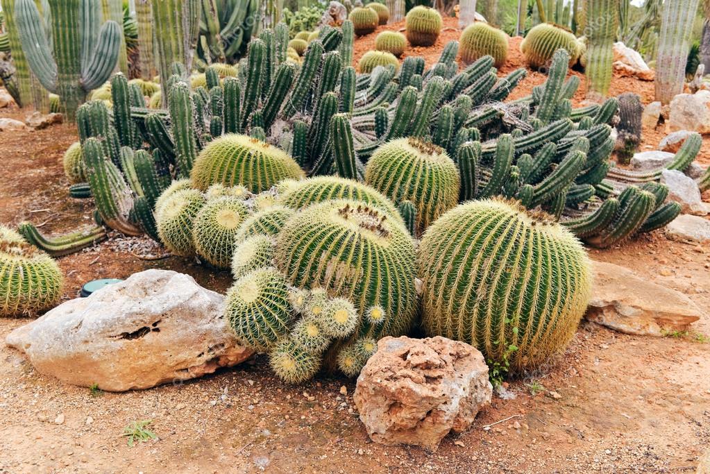 Verschiedene Arten von Kakteen im botanischen Garten. — Stockfoto