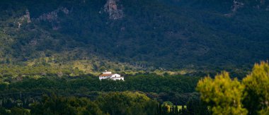 Beyaz Saray'da orman. Mallorca.