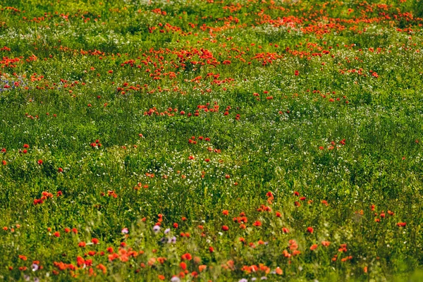 Prato con fiori di papavero in fiore — Foto Stock