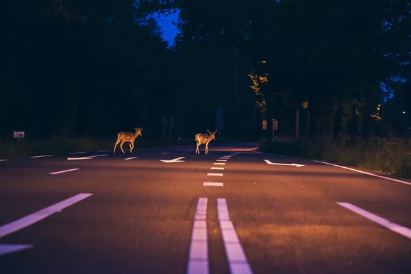 Yol geçtikten iki geyik  