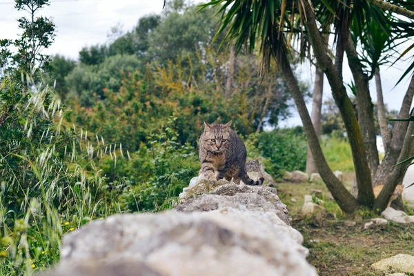 Tabby cat walking over stone wall
