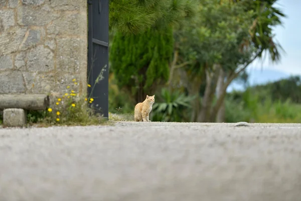 Ginger cat sitting at garden gate. — Stock Photo, Image