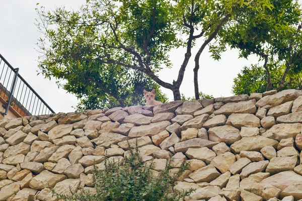 Kırmızı meraklı kedi — Stok fotoğraf