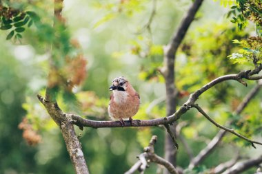Avrasya alakargası (Garrulus glandarius)  