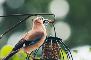 Bayağı alakarga (Garrulus glandarius) Yetişkin 