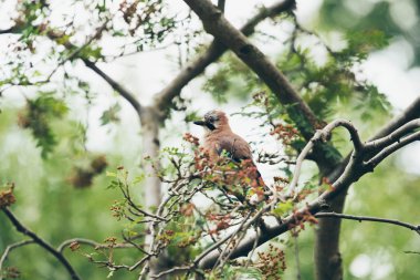 Bayağı alakarga (Garrulus glandarius) Yetişkin 