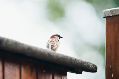 Serçe (Passer domesticus)  