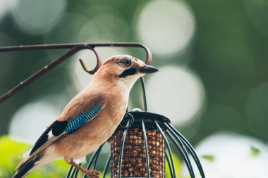 Bayağı alakarga (Garrulus glandarius) Yetişkin 