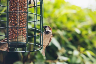 Tree Sparrow (Passer montanus)   clipart