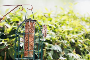 Besleyici adlı bir serçe 