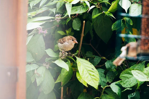 Eurasian Tree Sparrow (Passer montanus) — Stock Photo, Image
