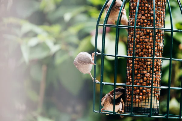 Tree Sparrow (Passer montanus) — Stock Photo, Image