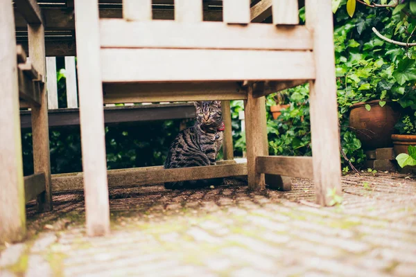 猫坐在桌子下 — 图库照片