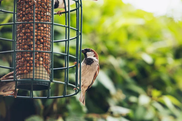 Gorrión de árbol (Passer montanus) —  Fotos de Stock