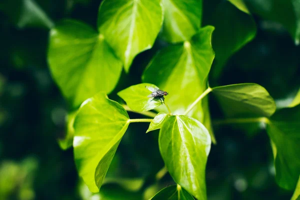 Close-up of fly resting on leaf in garden — Stock Photo, Image