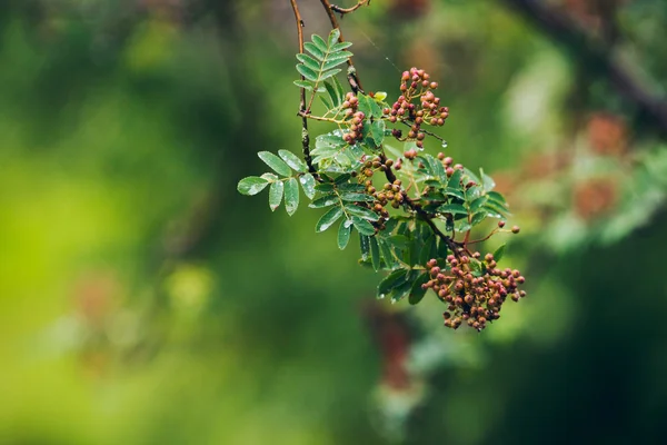 Drops on leaves of tree — Stock Photo, Image