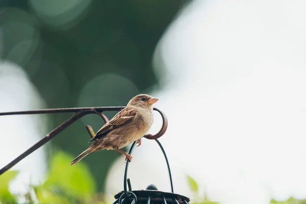 Sparrow at hanging bird feeder — Stock Photo, Image
