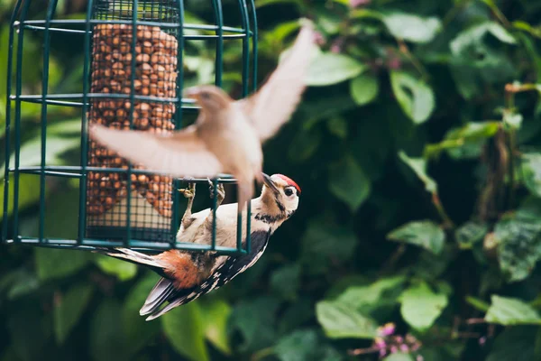 Pájaro carpintero moteado menor — Foto de Stock