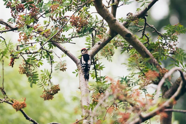 Küçük benekli ağaçkakan — Stok fotoğraf