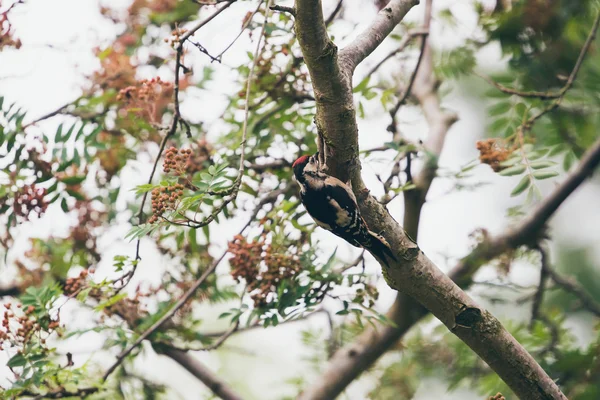 Lesser Spotted Woodpecker — Stock Photo, Image