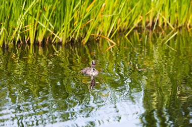 Juvenil büyük tepeli batağan 