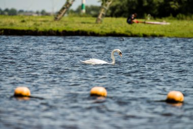 mute Swan Yüzme