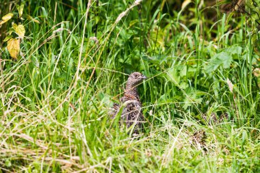 Uyarı dişi sülün