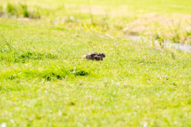 Uyarı tavşan çimenlere uzanarak 