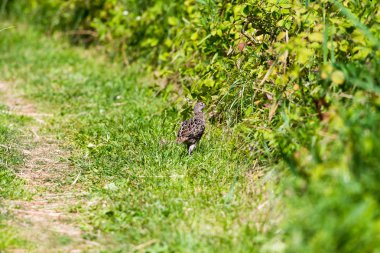 Yürüyüş sülün civciv