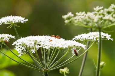 Küçük kırmızı böcek 