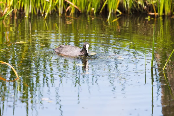 Coot puxando erva da água — Fotografia de Stock