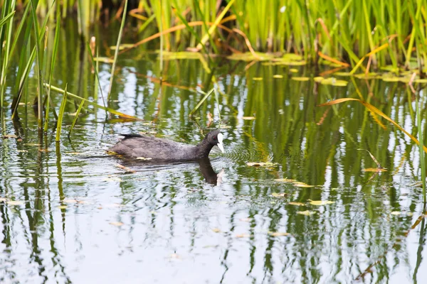 Łyska, pływanie pomiędzy reed — Zdjęcie stockowe