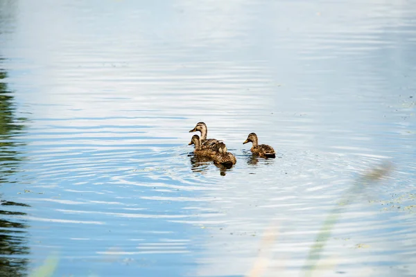 Anatra reale madre con tre giovani — Foto Stock