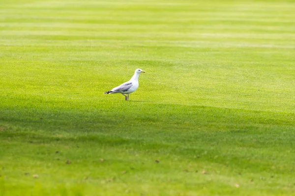 Zilvermeeuw staande op gras — Stockfoto