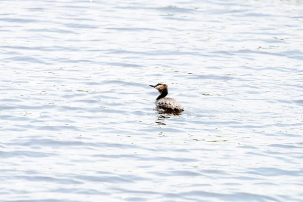 Grande cabeça grebe crested tremendo — Fotografia de Stock