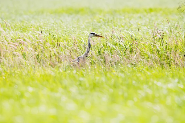 Cinza Heron vista lateral na grama — Fotografia de Stock