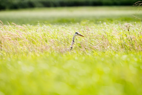 Grey Heron sideview in grass — Stock Photo, Image