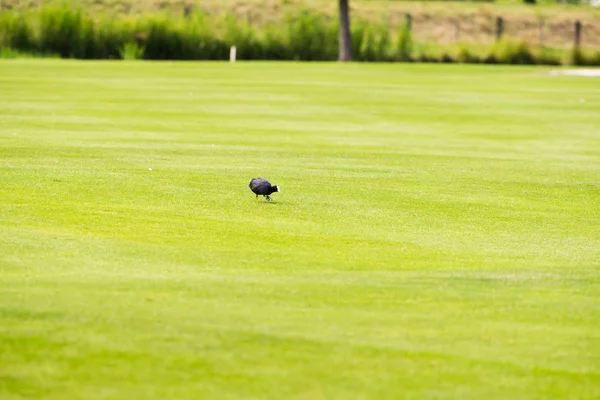 Foraging coot on empty field — Stock Photo, Image