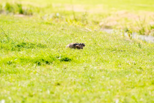 Alert hare lying down in grass — Stock Photo, Image