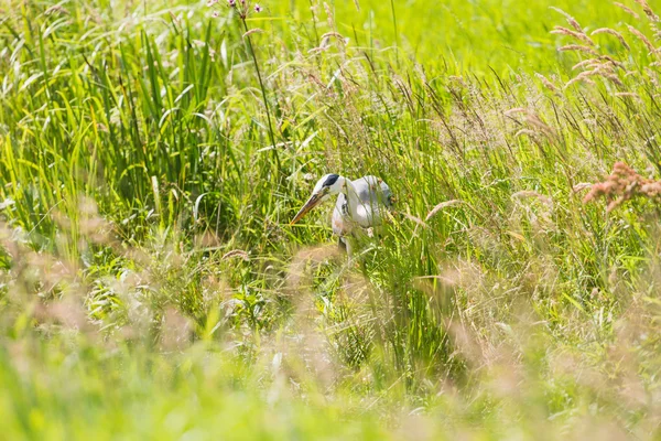 Grey Heron looking for food — Stock Photo, Image