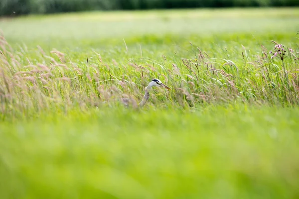 Zijaanzicht van de reiger in gras — Stockfoto