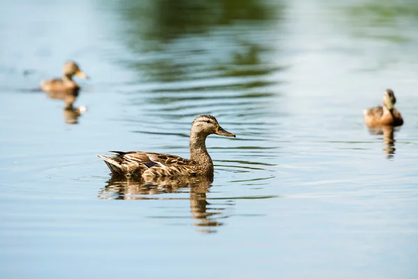Três patos-reais fêmeas — Fotografia de Stock