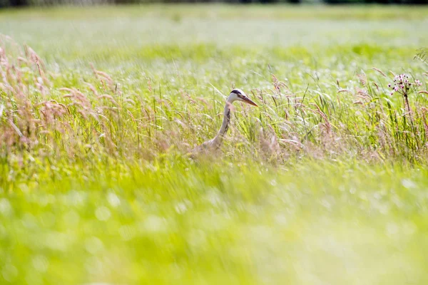 Graureiher Seitenansicht im Gras — Stockfoto