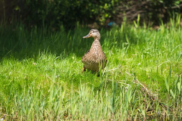 Mallard fêmea andando na grama — Fotografia de Stock