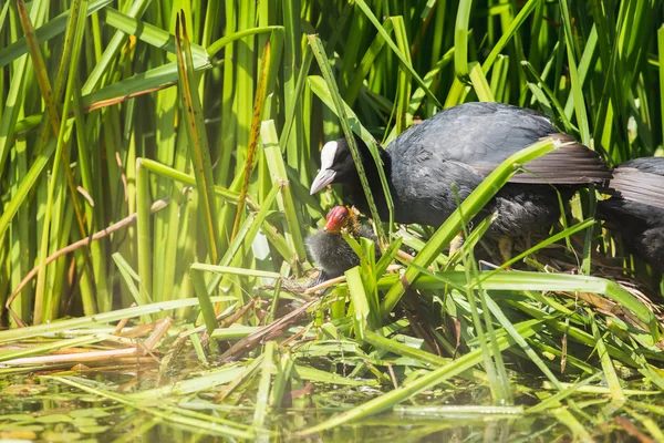 Coot pai comum com pinto — Fotografia de Stock