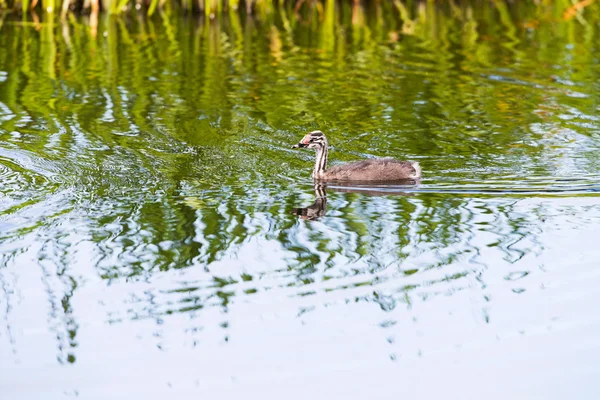 Juvenile great crested grebe — Stock Photo, Image