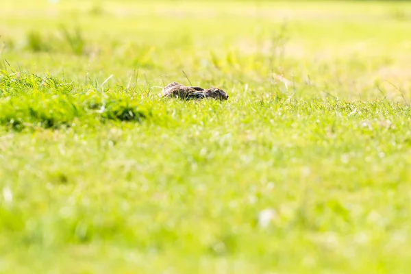 Alert hare liggande i gräset Royaltyfria Stockbilder