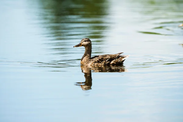 Portrait of a mallard duck Stock Image